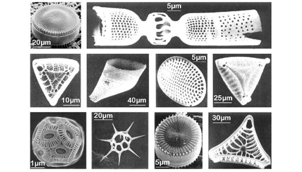 Diatomite structure under the microscope